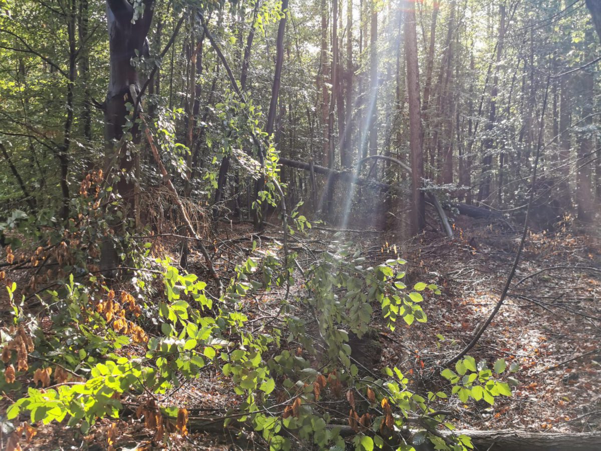 Petition gegen Wasserentnahme Hegeler Wald
