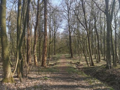 Hegeler Wald - Foto von Carina Alves