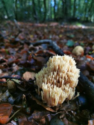 Hegeler Wald - Foto von Carina Alves