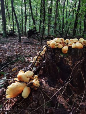 Hegeler Wald - Foto von Carina Alves