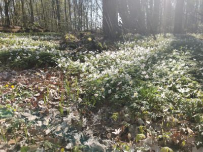 Hegeler Wald - Foto von Carina Alves