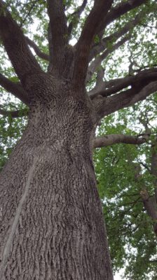 Hegeler Wald - Foto von Carina Alves