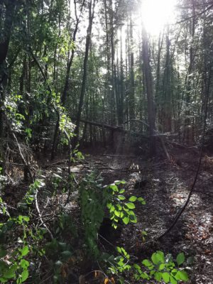 Hegeler Wald - Foto von Carina Alves
