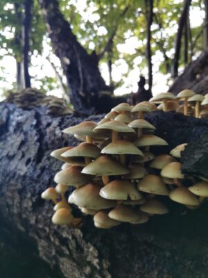 Hegeler Wald - Foto von Carina Alves