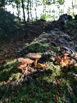 Hegeler Wald - Foto von Carina Alves