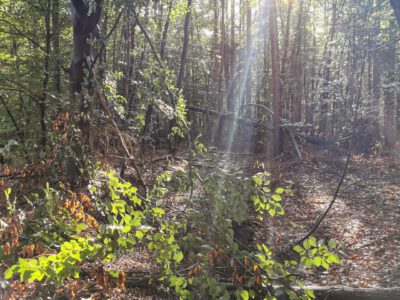 Hegeler Wald - Foto von Carina Alves