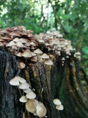 Hegeler Wald - Foto von Carina Alves