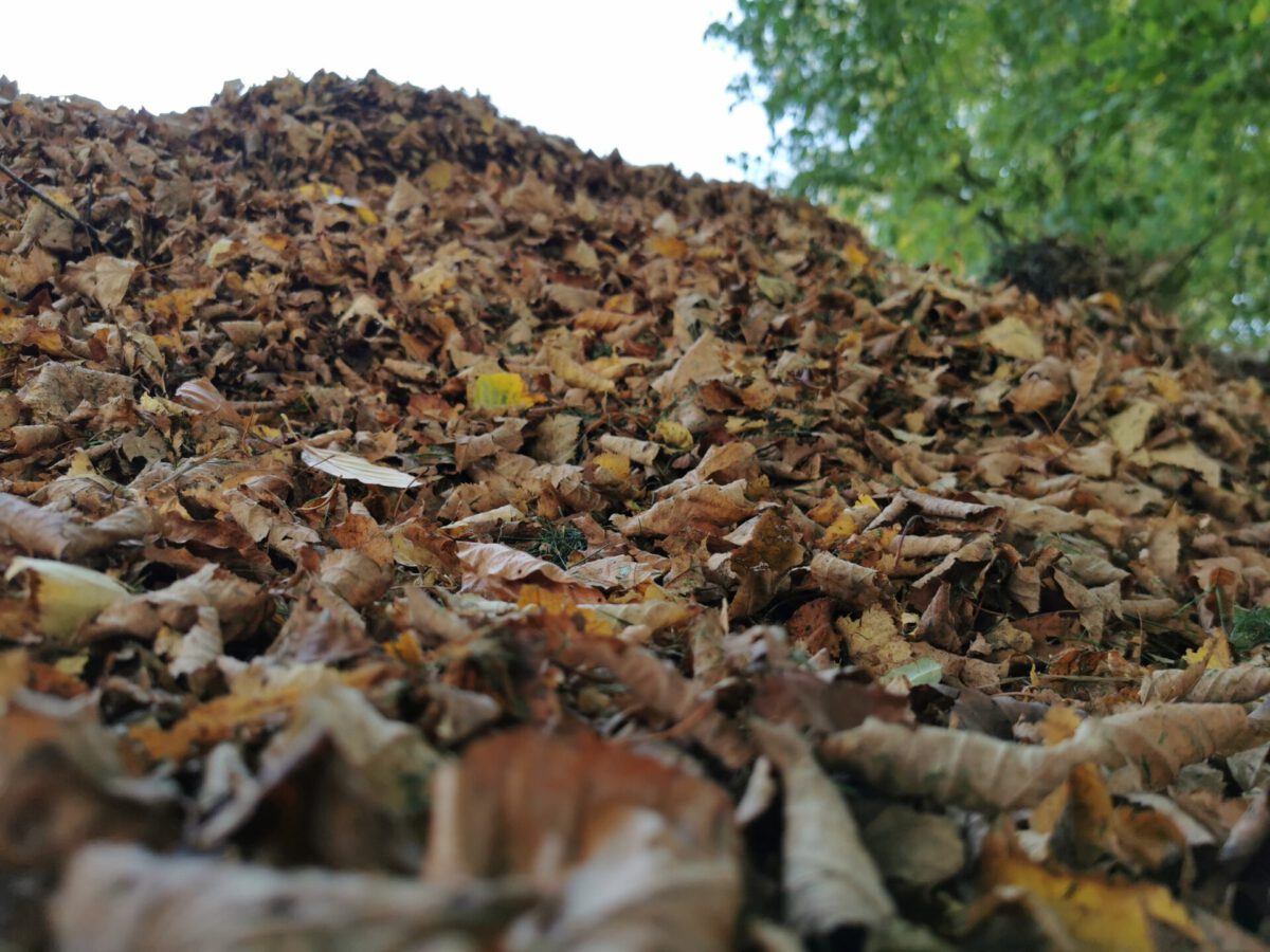 Laubsammelaktion Herbst