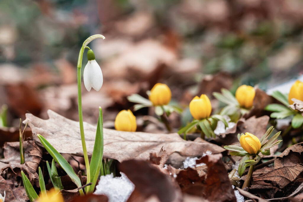 Frühblüher für Huntlosen